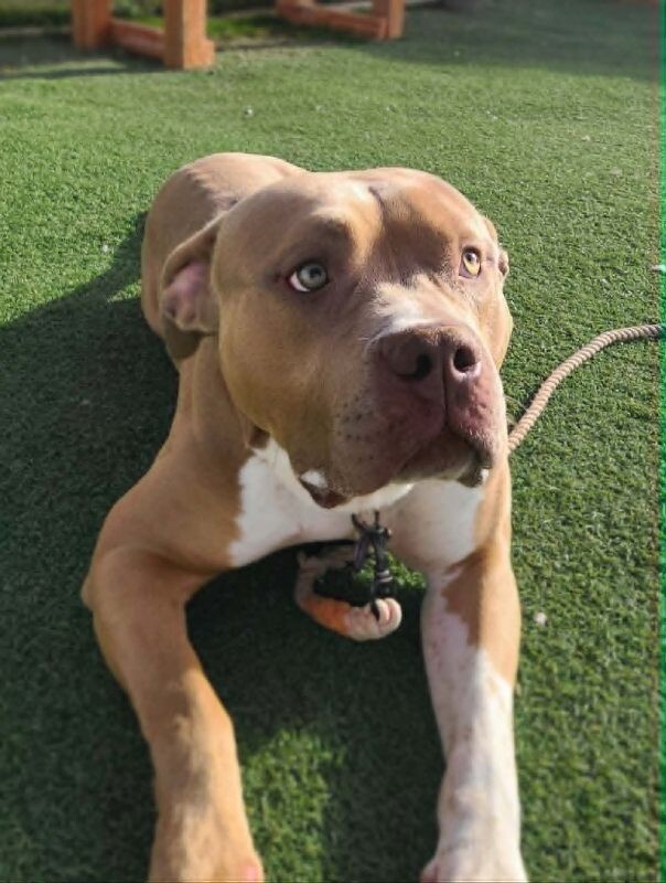 Picture of the Animal Listed